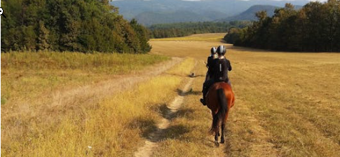 The Importance of Omega-3 Fatty Acids in Your Horse's Diet