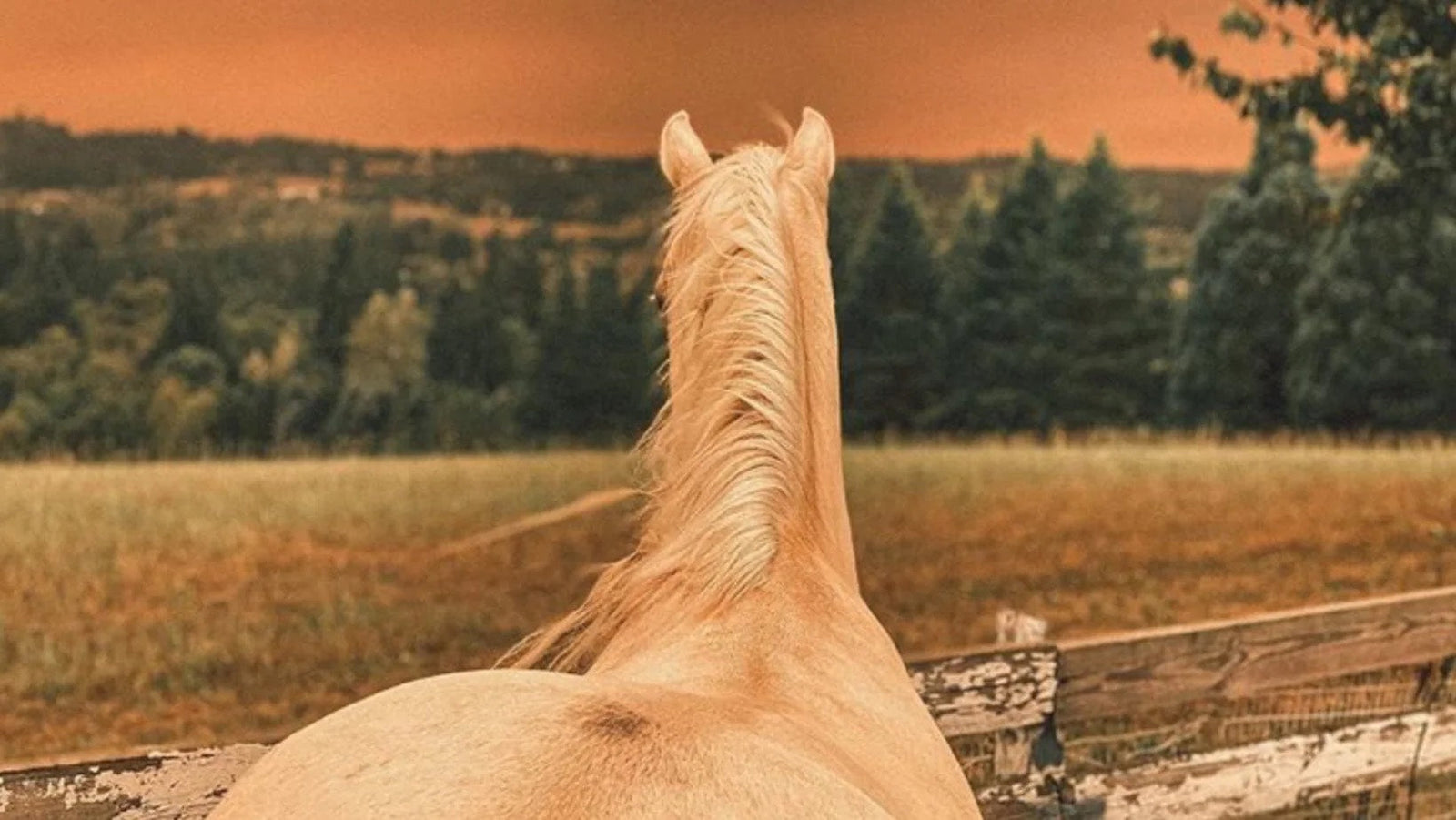 Horse Respiratory system during wildfire smoke.