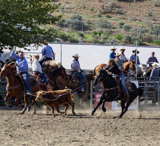 roping horse heading black