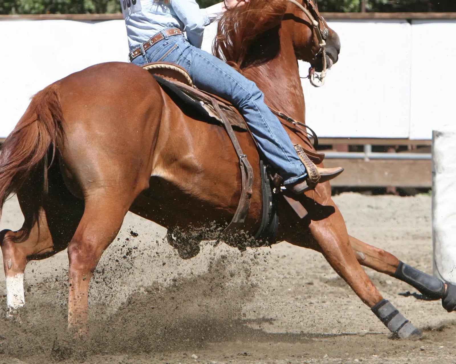 Performance horse on Horse Guard Equine Joint Supplements