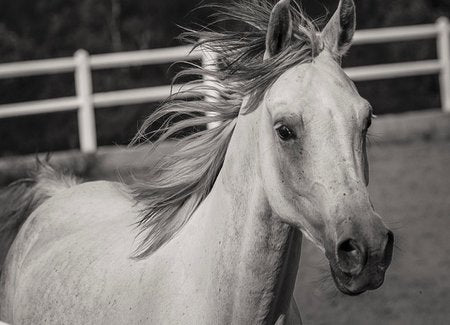 grimace scale horse hurting