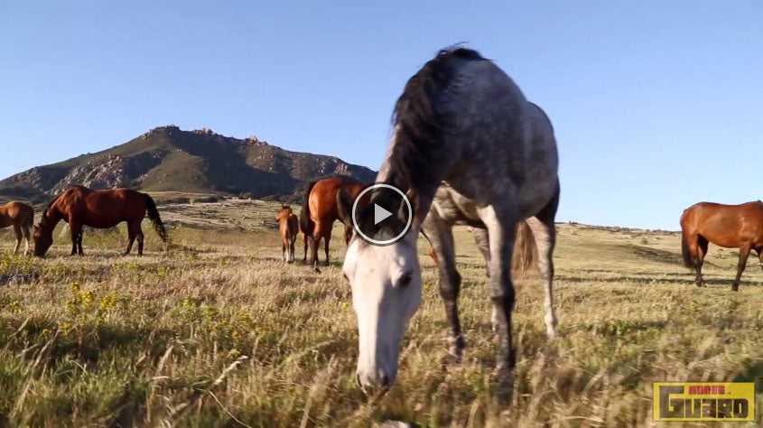 Horse Guard Inc. corporate video thumbnail