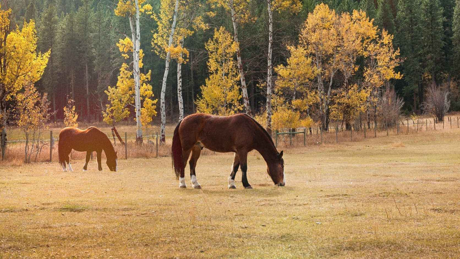 Fall Pasture Horse