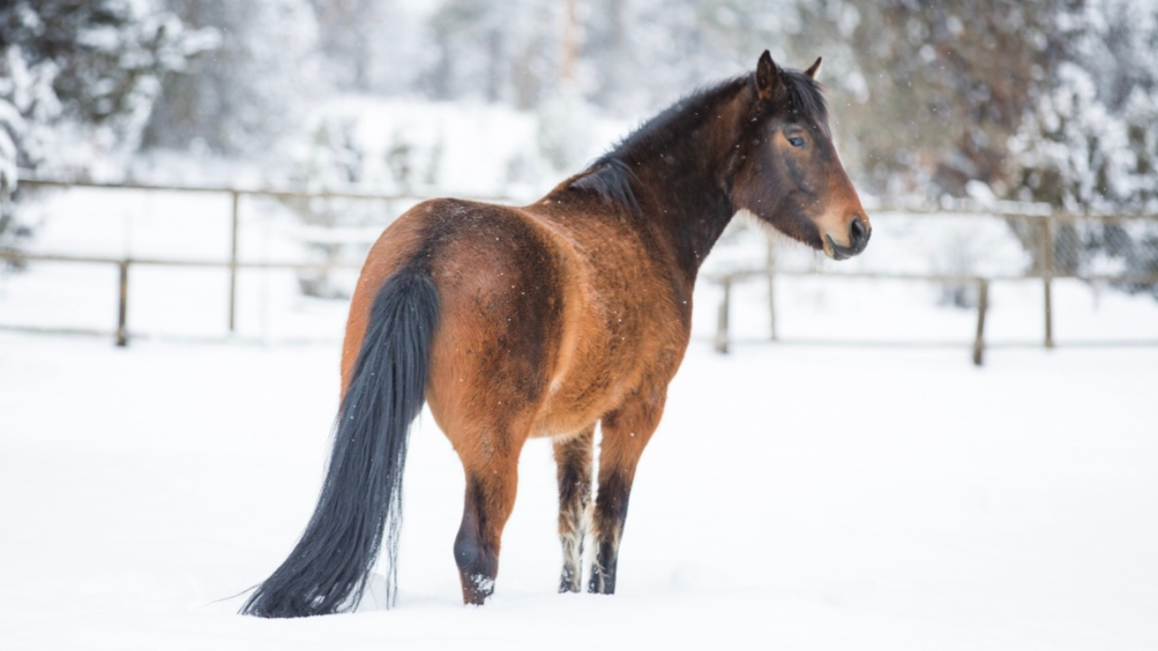 Horse in snowy field