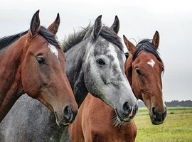 3 horses weight gain