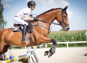 show jumper stress horse
