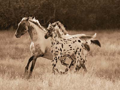 appaloosa running filly