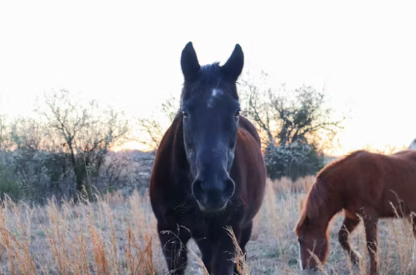 Senior Horse Health Concerns - Care For Aging Horses