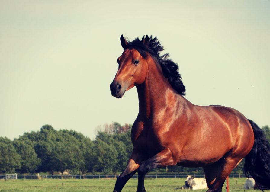 Selenium the Crucial Mineral, Research & Supplements by Horse Guard