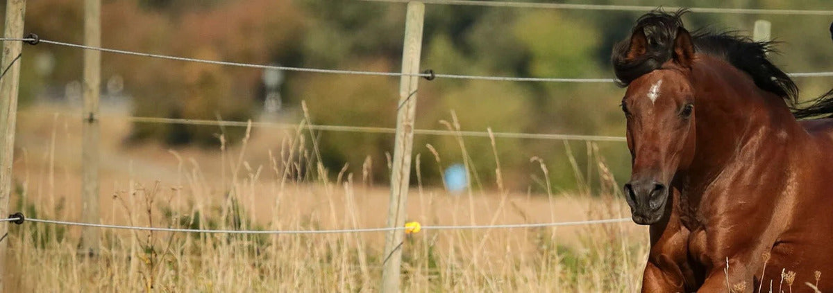 Horse Guard, the best equine supplements, Bay Horse